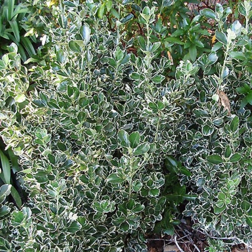 Euonymus japonicus Kathy - Japanese Spindle (Foliage)