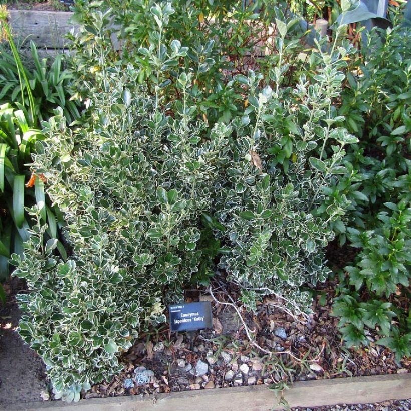 Euonymus japonicus Kathy - Japanese Spindle (Plant habit)