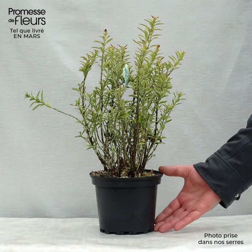 Euonymus japonicus Microphyllus Albovariegatus - Japanese Spindle sample as delivered in spring