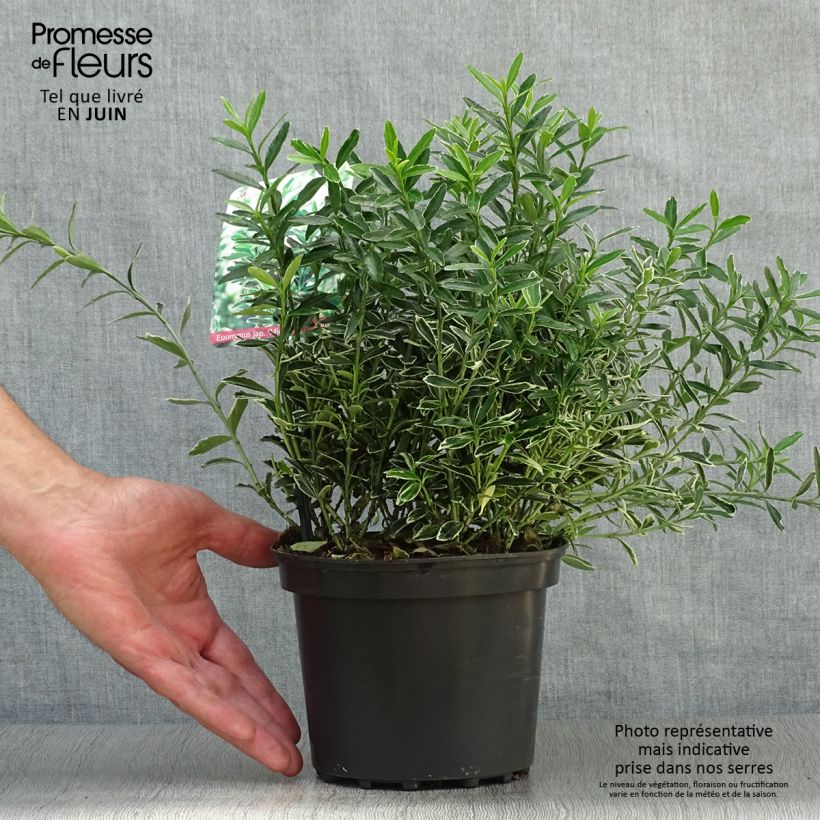 Euonymus japonicus Microphyllus Albovariegatus - Japanese Spindle 2L/3L pot sample as delivered in summer