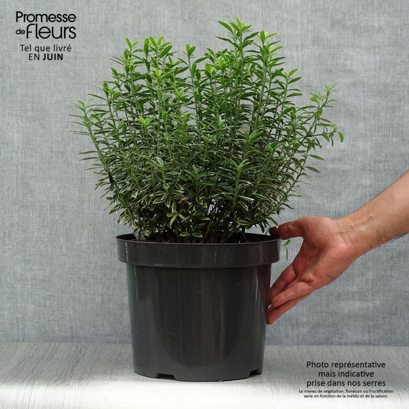 Euonymus japonicus Microphyllus Albovariegatus - Japanese Spindle 7.5L/10L pot sample as delivered in summer