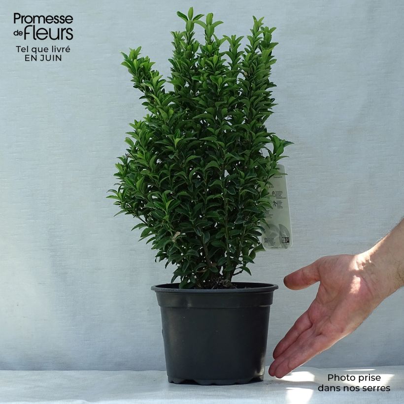 Euonymus japonicus Microphyllus - Japanese Spindle 2L/3L pot sample as delivered in summer