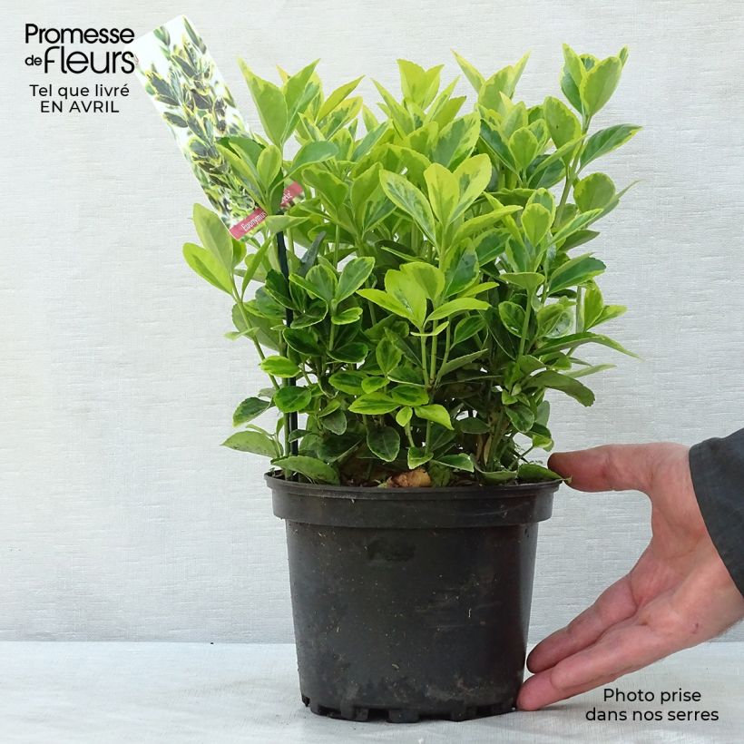 Euonymus japonicus Ovatus Aureus - Japanese Spindle sample as delivered in spring