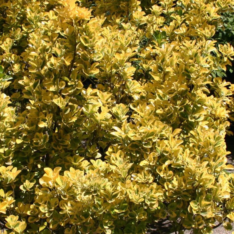 Euonymus japonicus Ovatus Aureus - Japanese Spindle (Foliage)