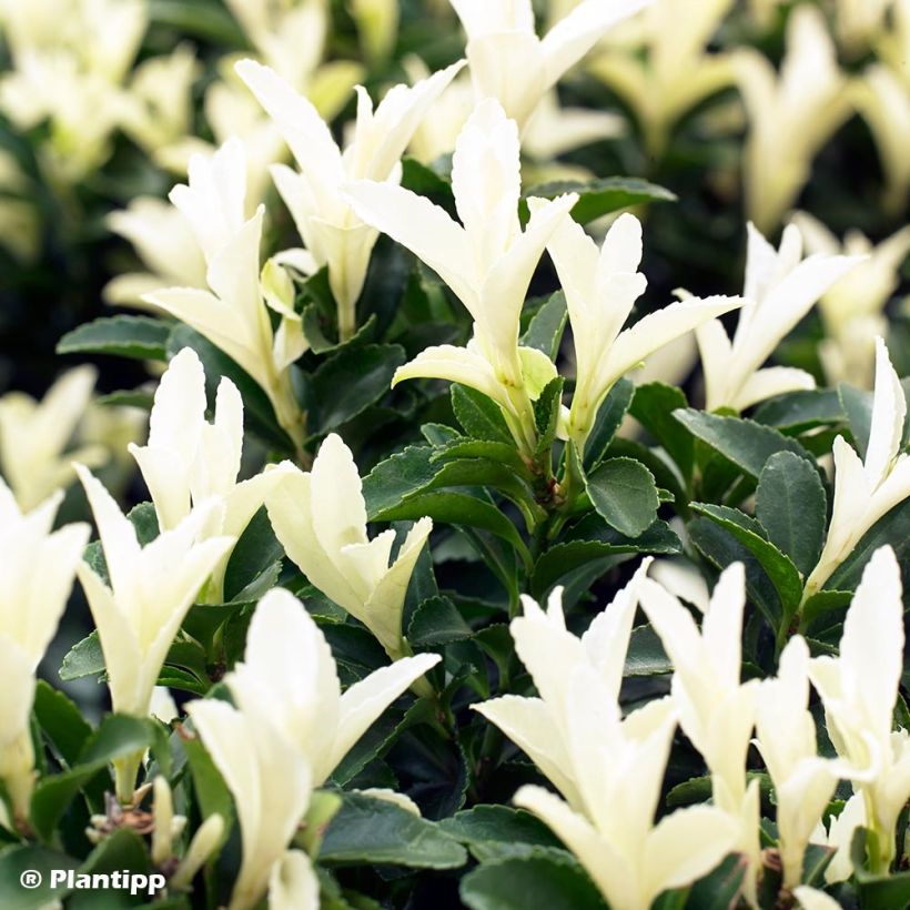 Euonymus japonicus Paloma Blanca - Japanese Spindle (Foliage)