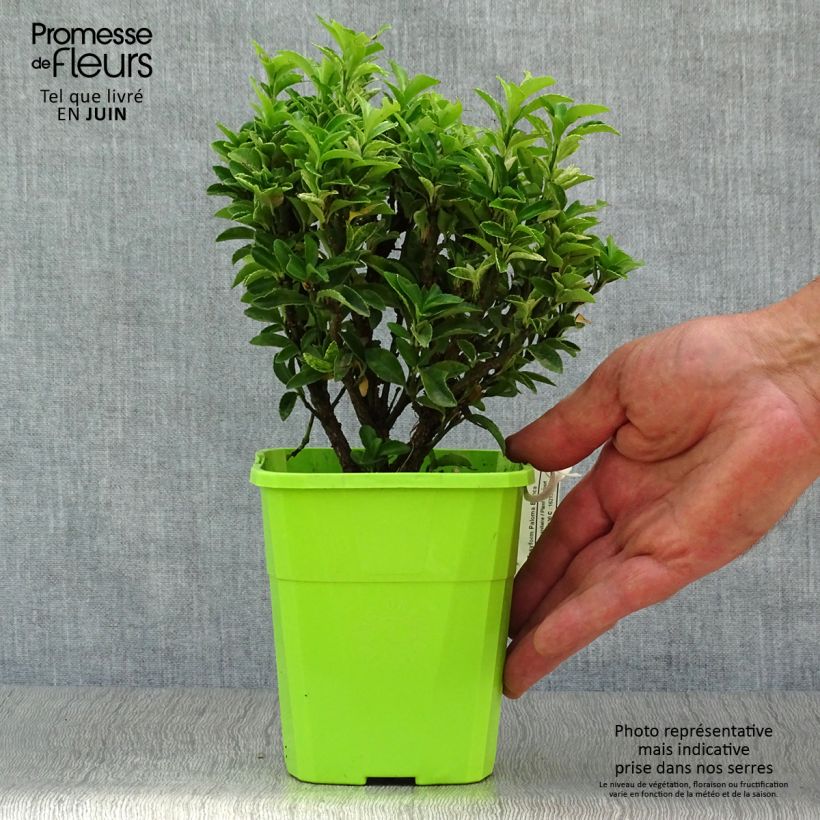 Euonymus japonicus Paloma Blanca - Japanese Spindle 1.5L/2L pot sample as delivered in summer