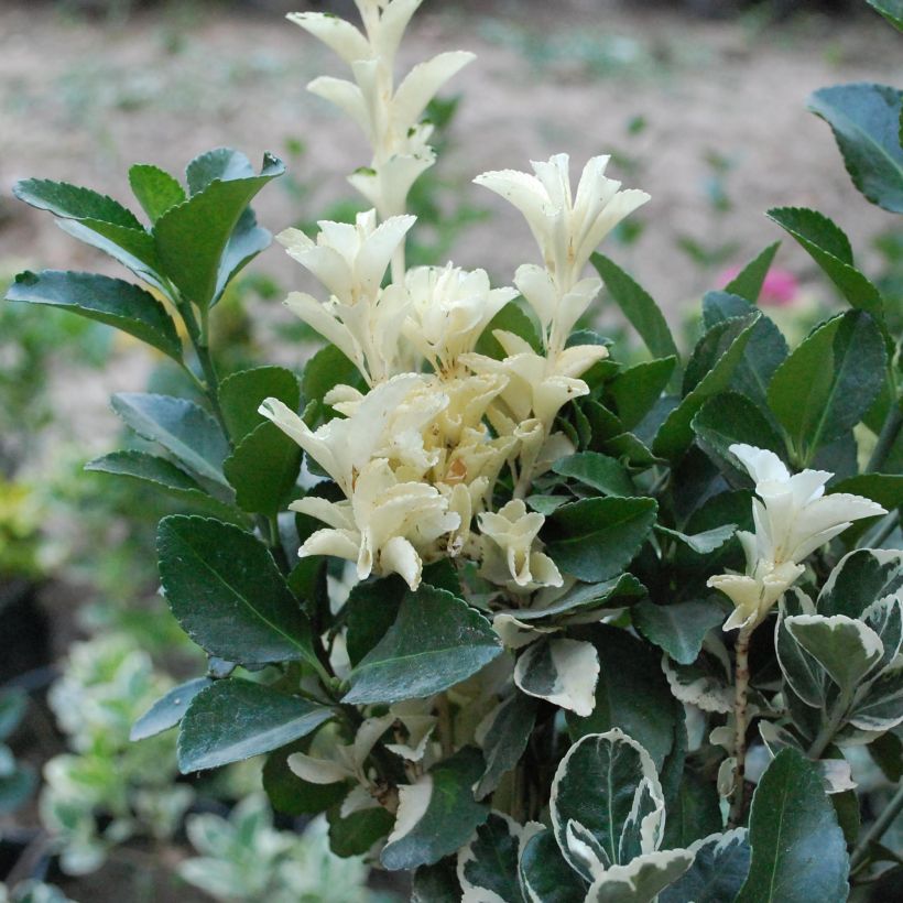Euonymus japonicus Pierrolino - Japanese Spindle (Foliage)