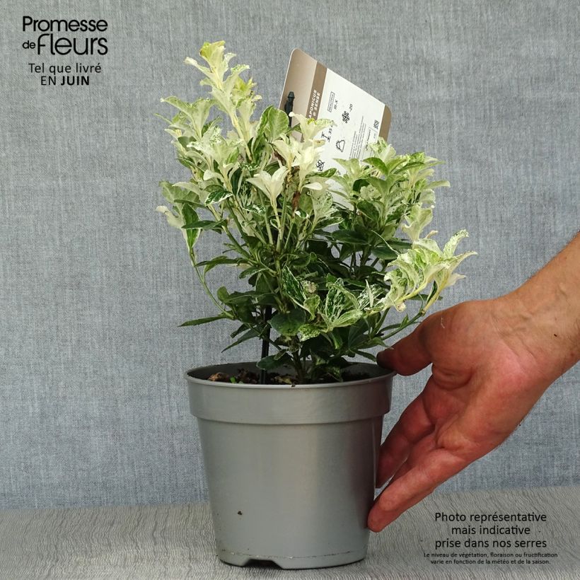 Euonymus japonicus Pierrolino - Japanese Spindle 1.5L/2L pot sample as delivered in summer