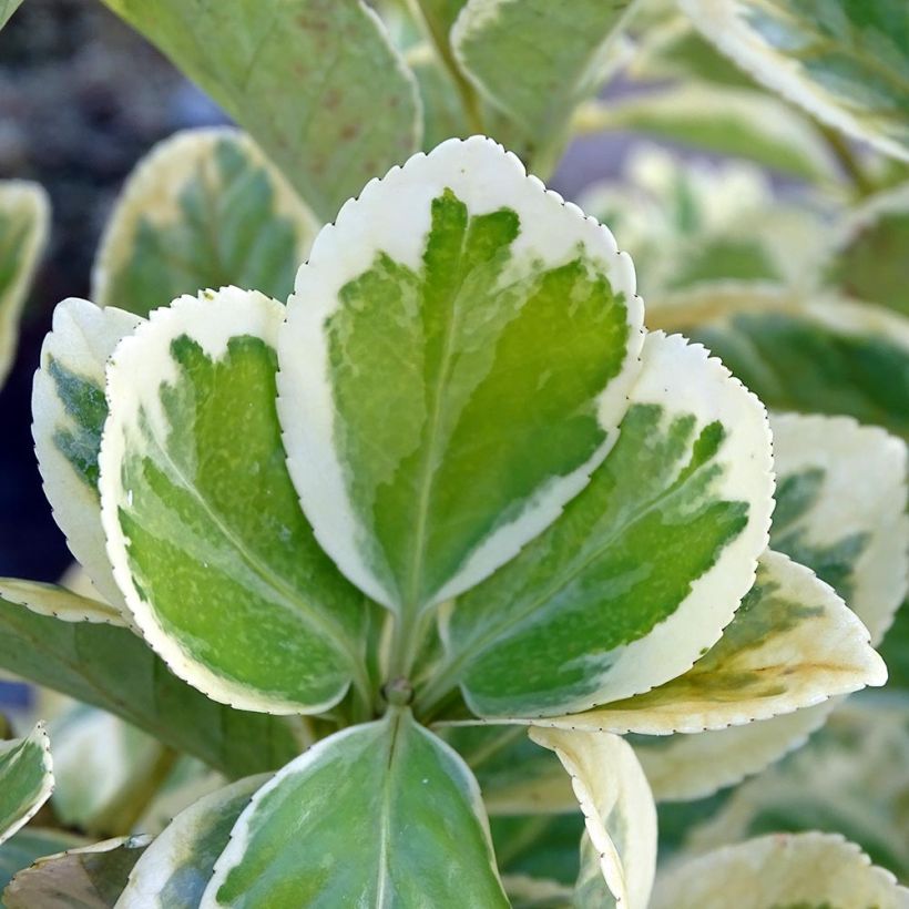 Euonymus japonicus Président Gauthier - Japanese Spindle (Foliage)