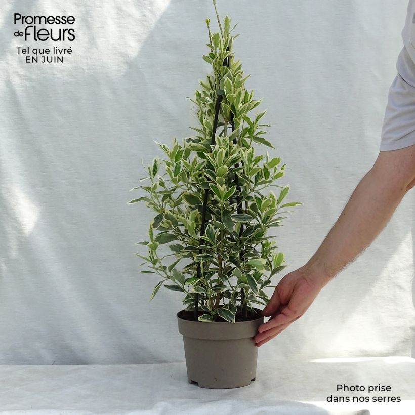 Euonymus japonicus Président Gauthier - Japanese Spindle 2L/3L pot sample as delivered in summer