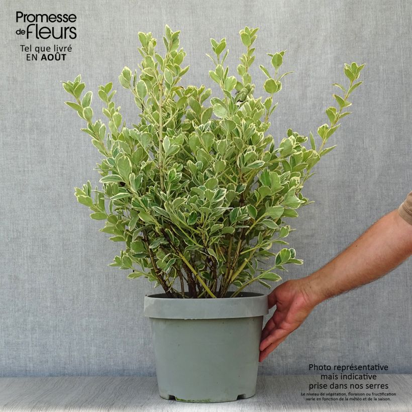Euonymus japonicus Président Gauthier - Japanese Spindle 7.5L/10L pot sample as delivered in summer