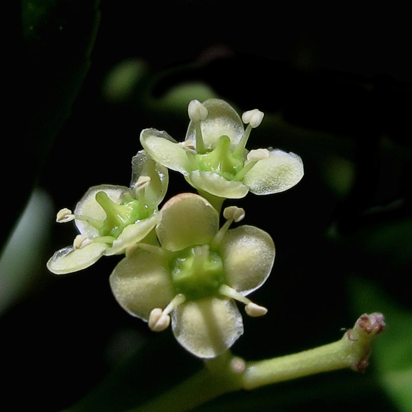 Euonymus japonicus Microphyllus - Japanese Spindle (Flowering)