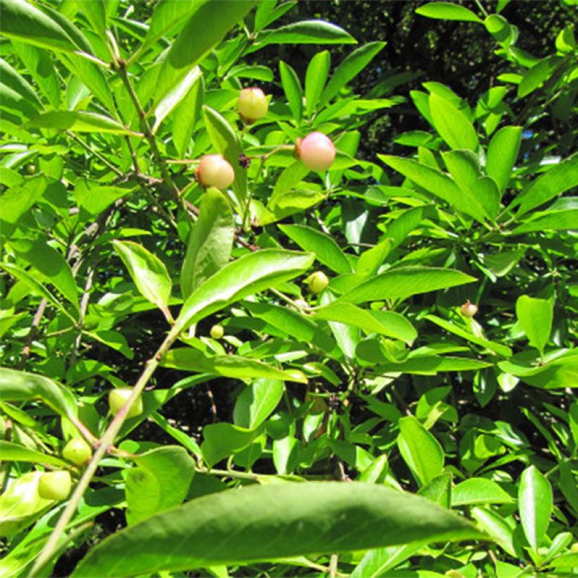 Euonymus myrianthus - Spindle (Foliage)