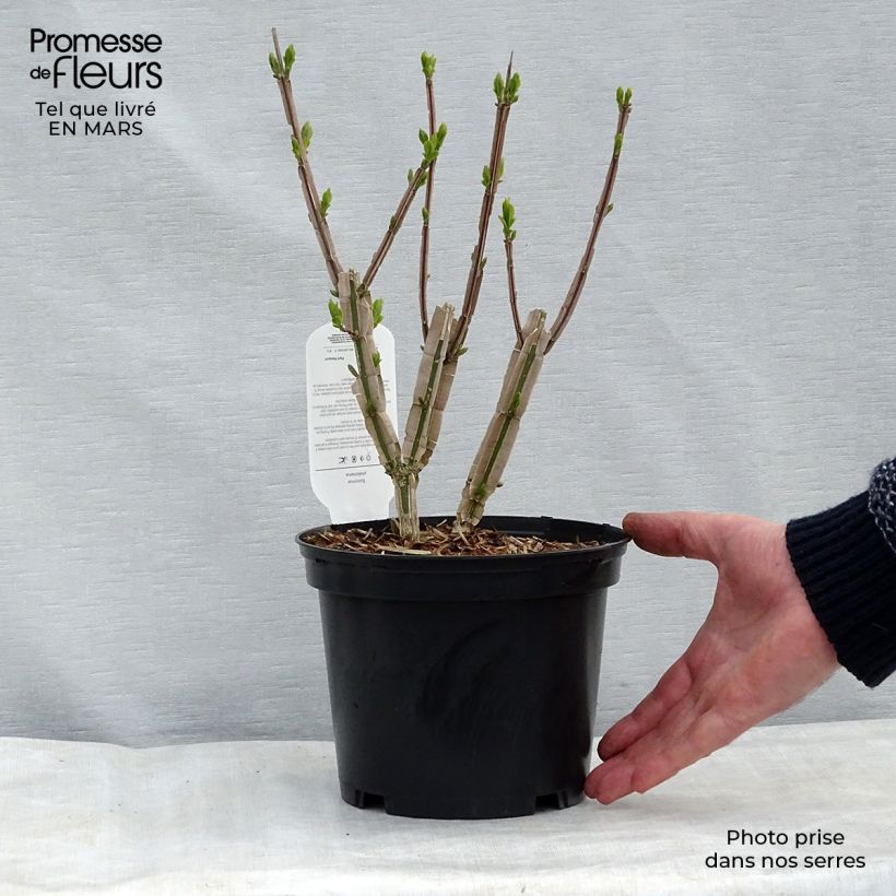 Euonymus phellomanus - Corky Spindle sample as delivered in spring
