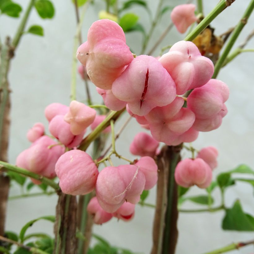 Euonymus phellomanus - Corky Spindle (Harvest)