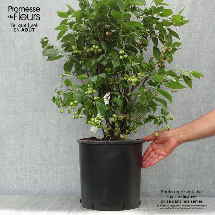Euonymus planipes - Euonymus 7.5L/10L pot sample as delivered in summer