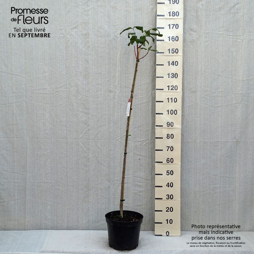 Euonymus planipes - Euonymus 7.5L/10L pot sample as delivered in summer