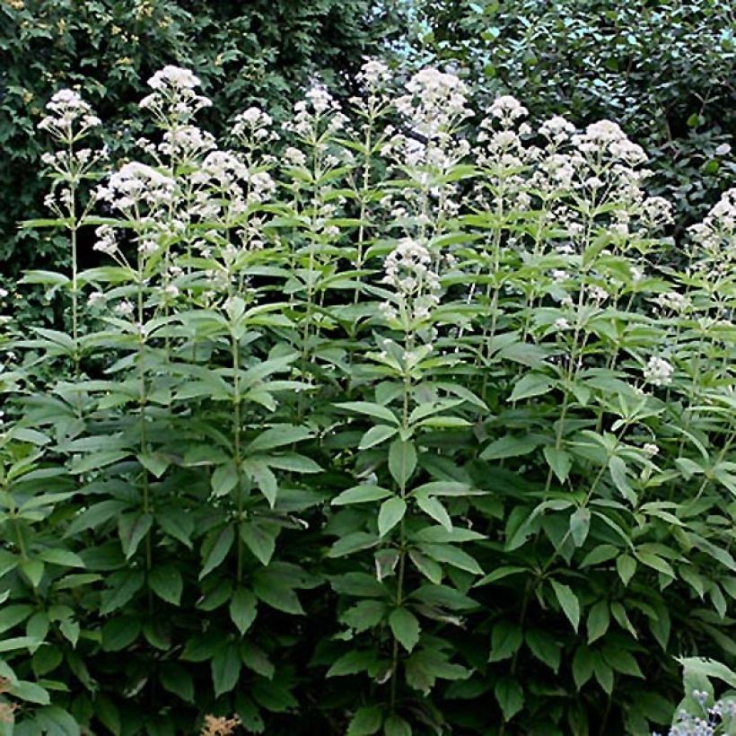 Eupatorium fistulosum var. albidum Bartered Bride (Foliage)