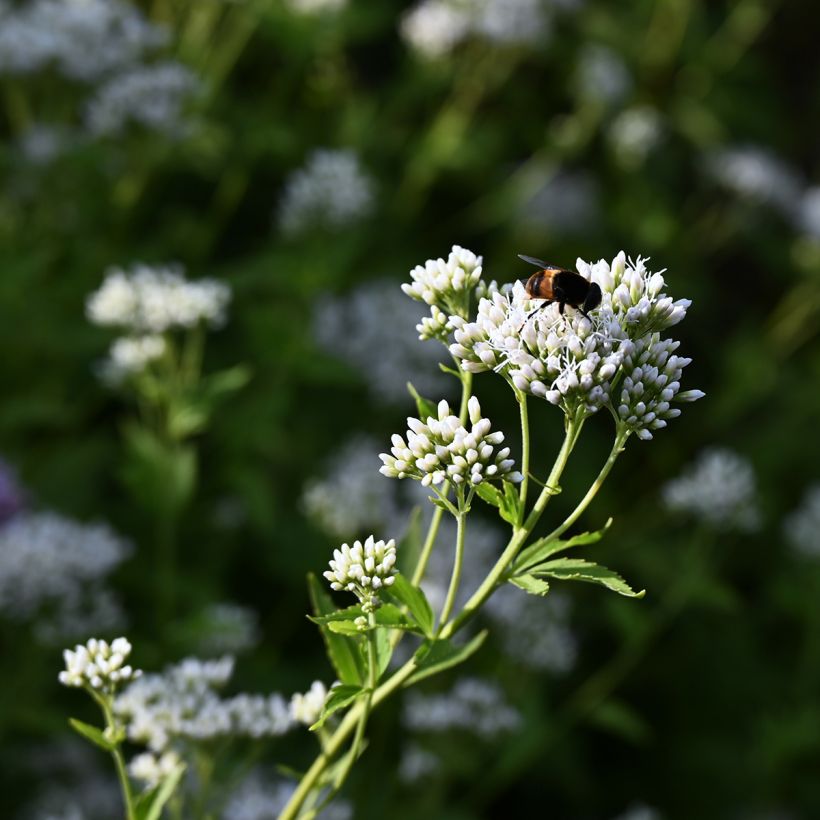 Eupatorium fistulosum var. albidum Bartered Bride (Flowering)