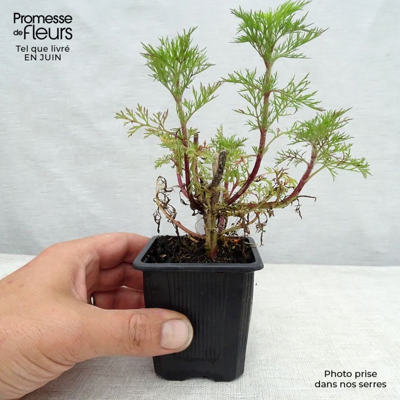 Eupatorium capillifolium Elegant Plume 8/9 cm pot sample as delivered in summer