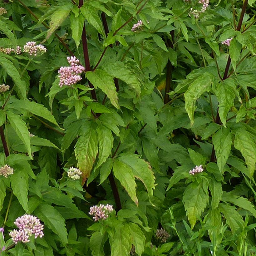 Eupatorium cannabinum Plenum (Foliage)