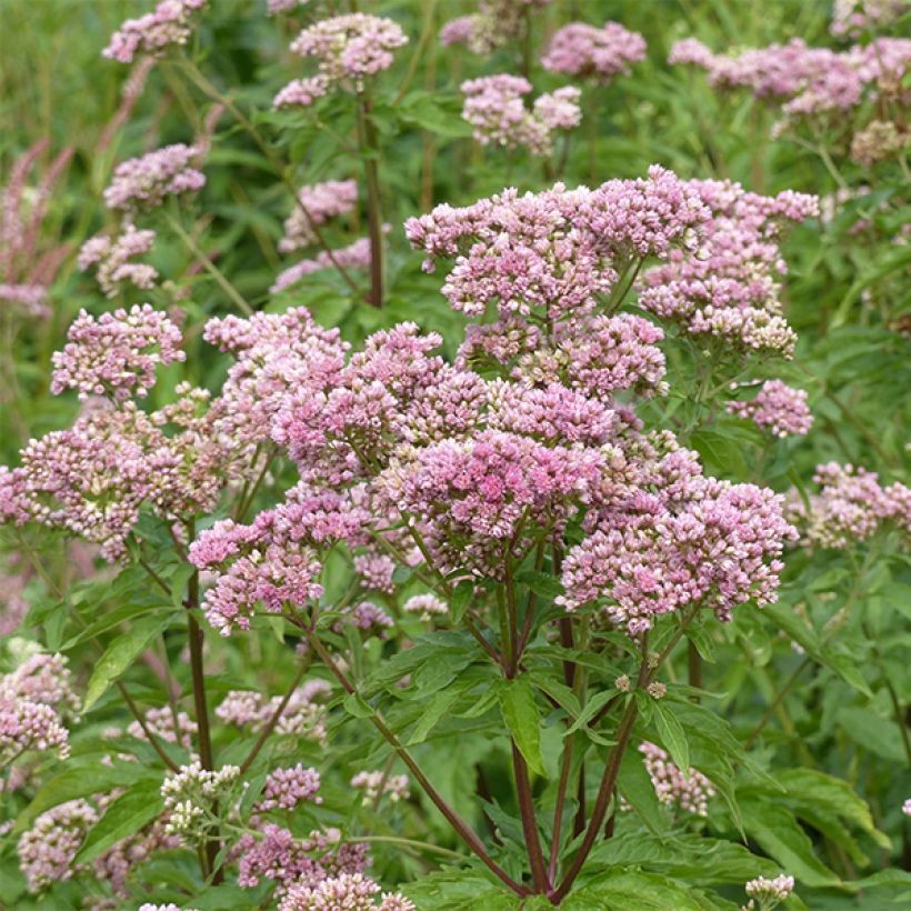 Eupatorium cannabinum Plenum (Flowering)