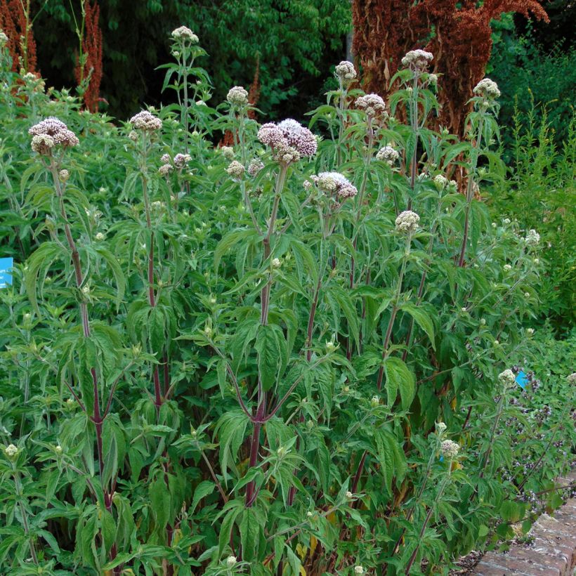 Eupatorium cannabinum Plenum (Plant habit)