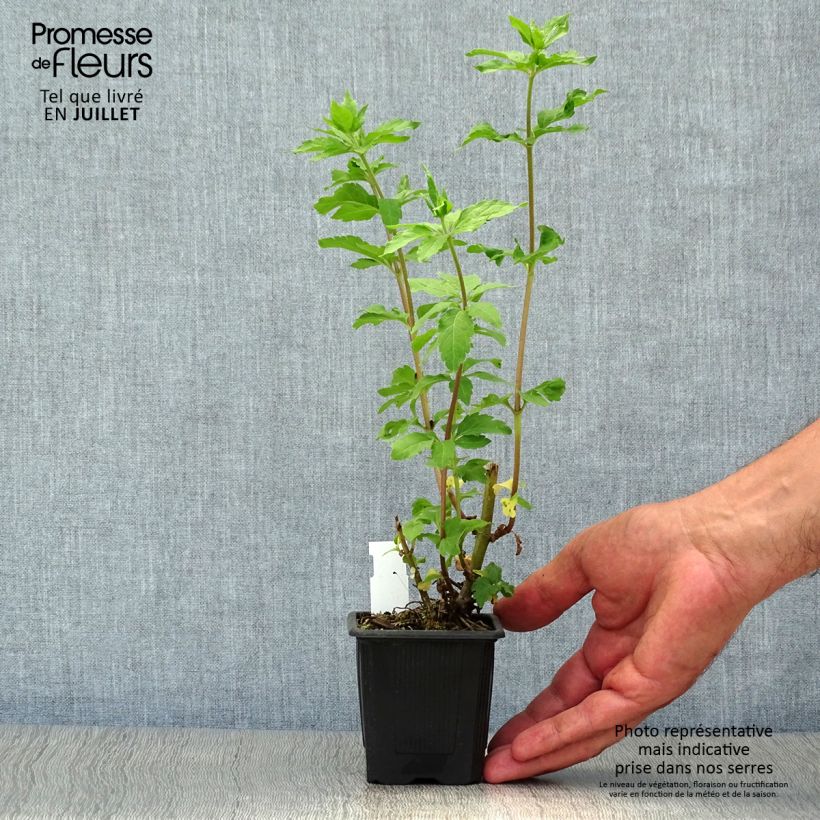 Eupatorium cannabinum Plenum 8/9 cm pot sample as delivered in summer