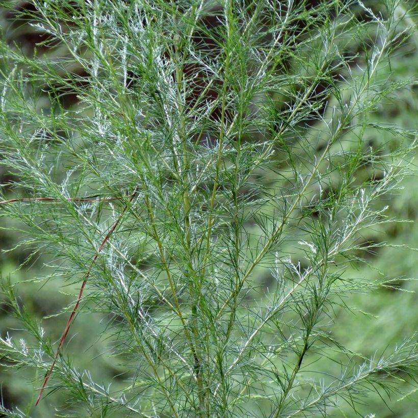 Eupatorium capillifolium Elegant Plume (Foliage)