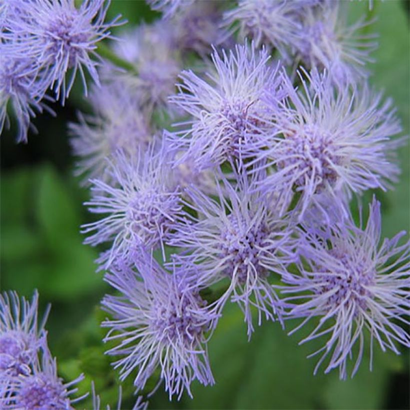 Eupatorium coelestinum (Flowering)