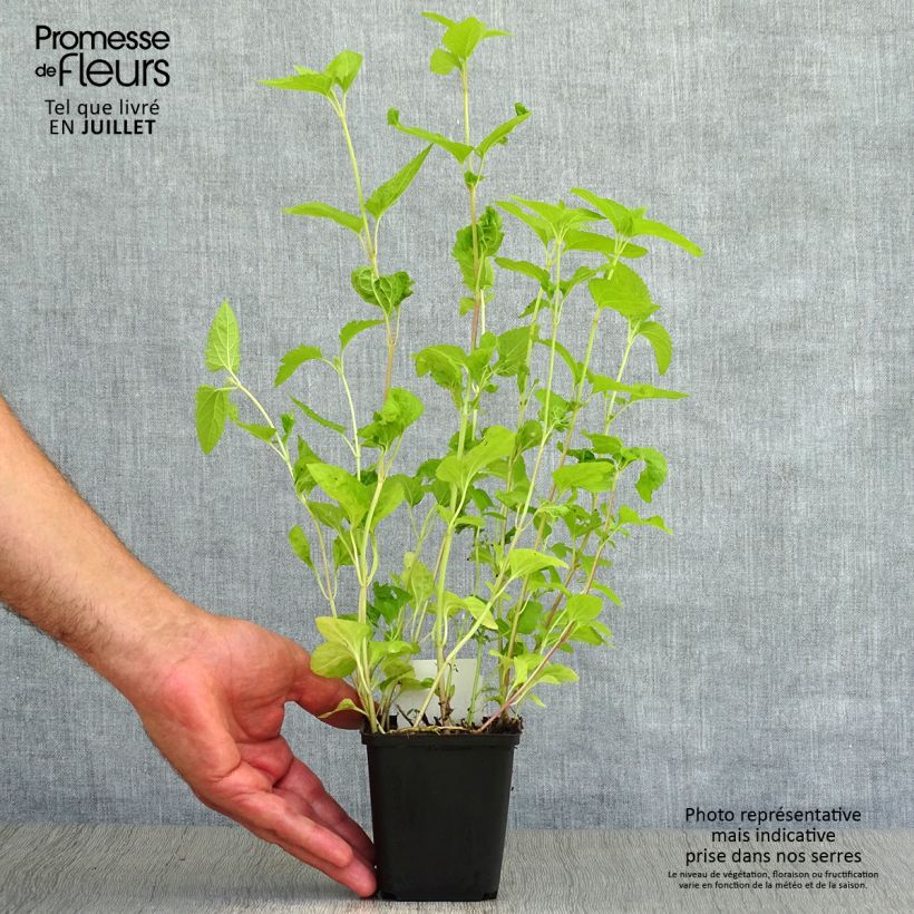 Eupatorium coelestinum 8/9 cm pot sample as delivered in summer