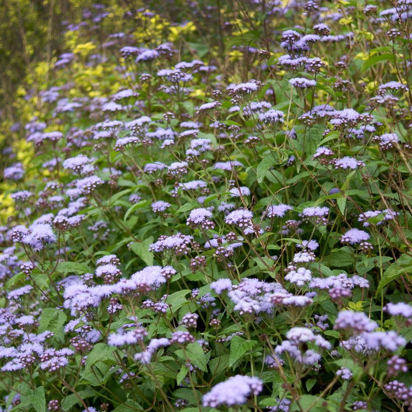 Eupatorium coelestinum (Plant habit)