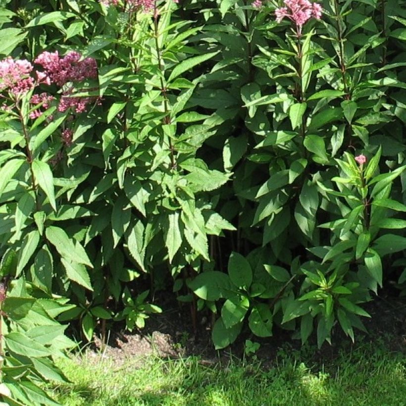 Eupatorium fistulosum Atropurpureum (Foliage)