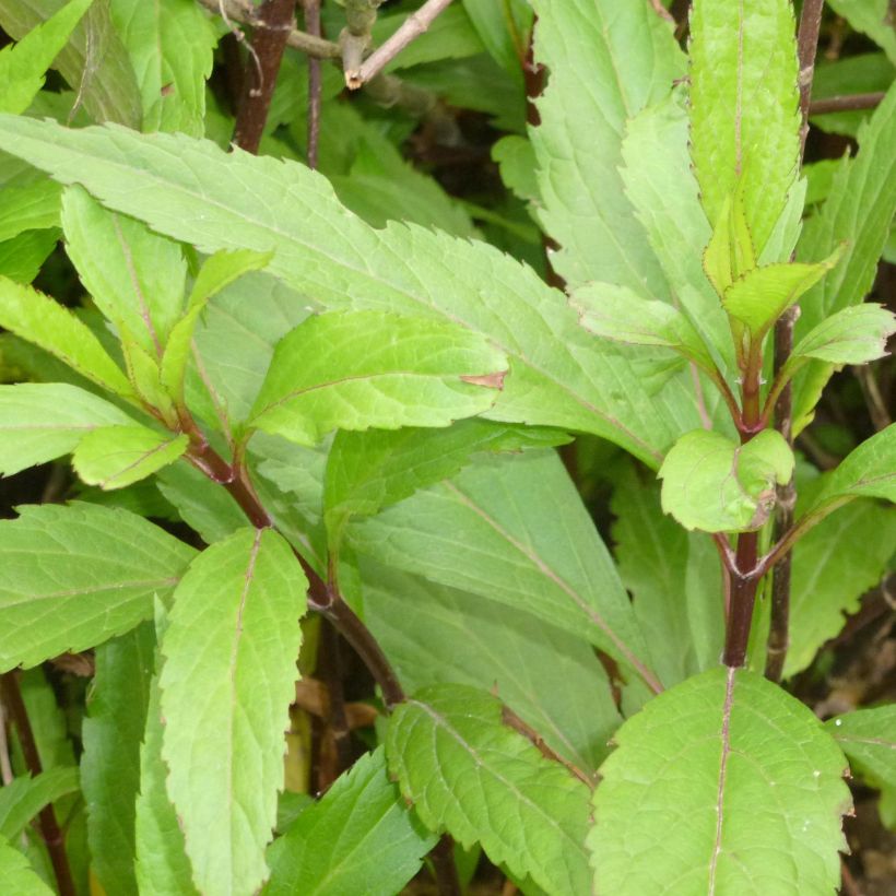 Eupatorium fortunei (Foliage)