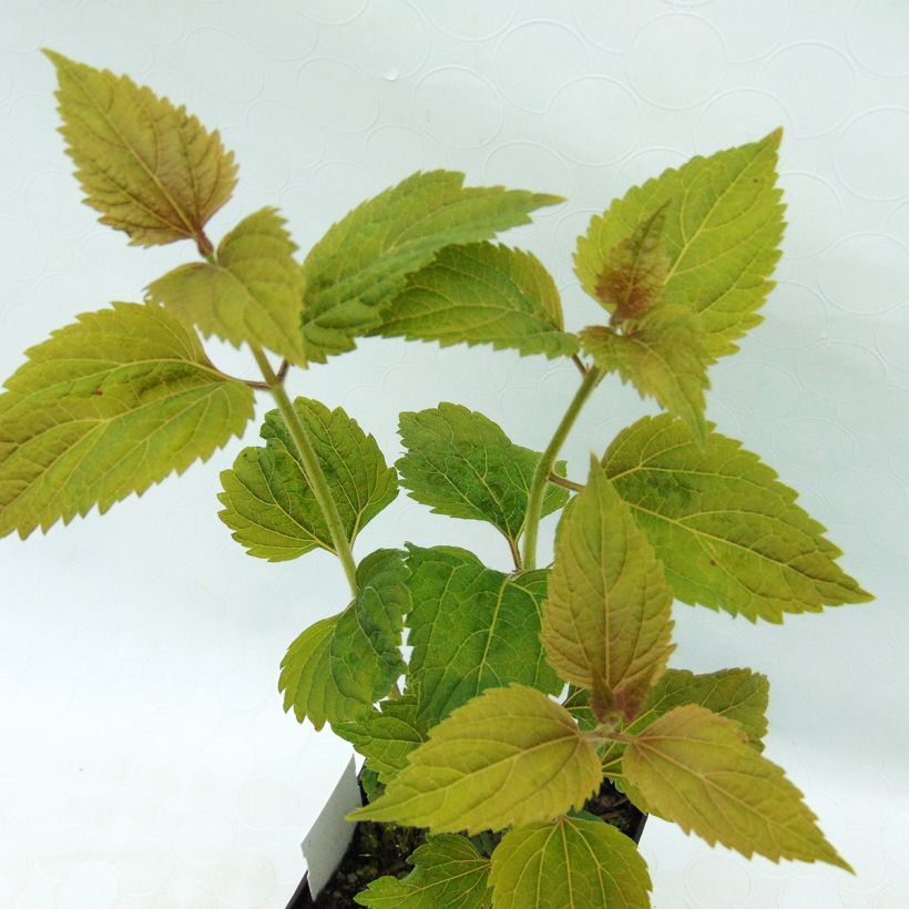 Eupatorium rugosum Lucky Melody (Foliage)