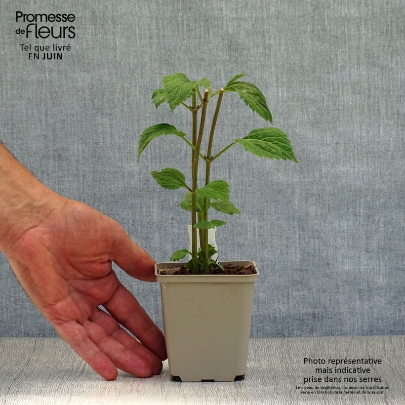 Eupatorium rugosum Lucky Melody 8/9 cm pot sample as delivered in summer