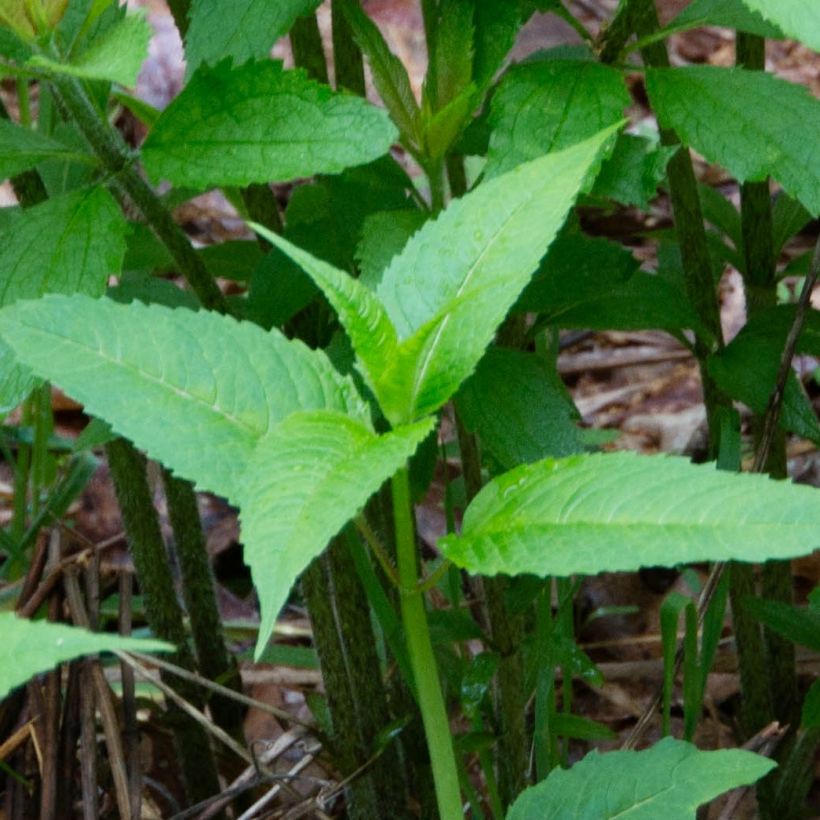 Eupatorium maculatum (Foliage)