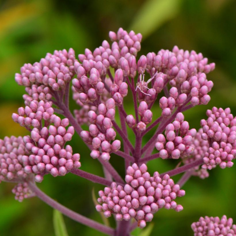 Eupatorium maculatum (Flowering)