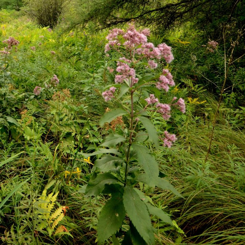 Eupatorium maculatum (Plant habit)