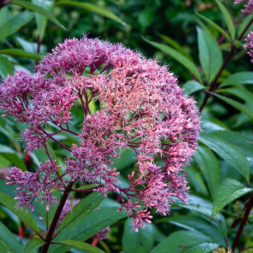 Eupatorium maculatum Atropurpureum (Flowering)