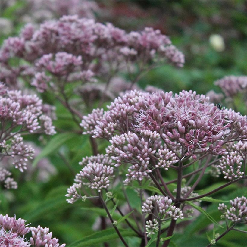 Eupatorium maculatum Phantom (Flowering)