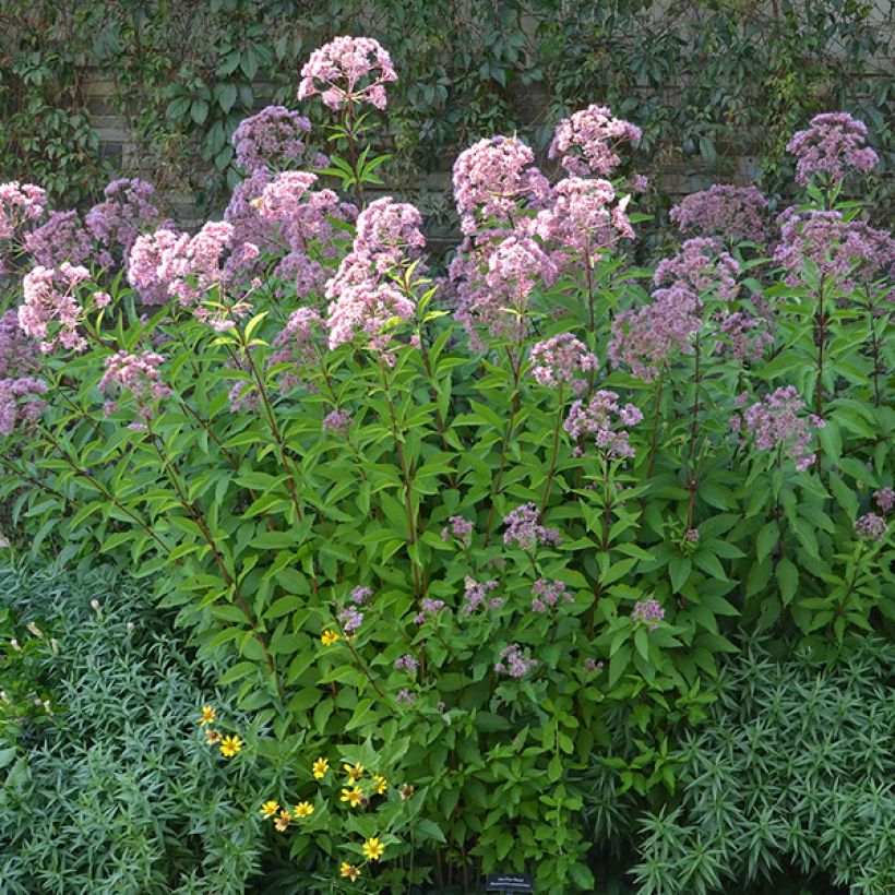 Eupatorium maculatum Phantom (Plant habit)