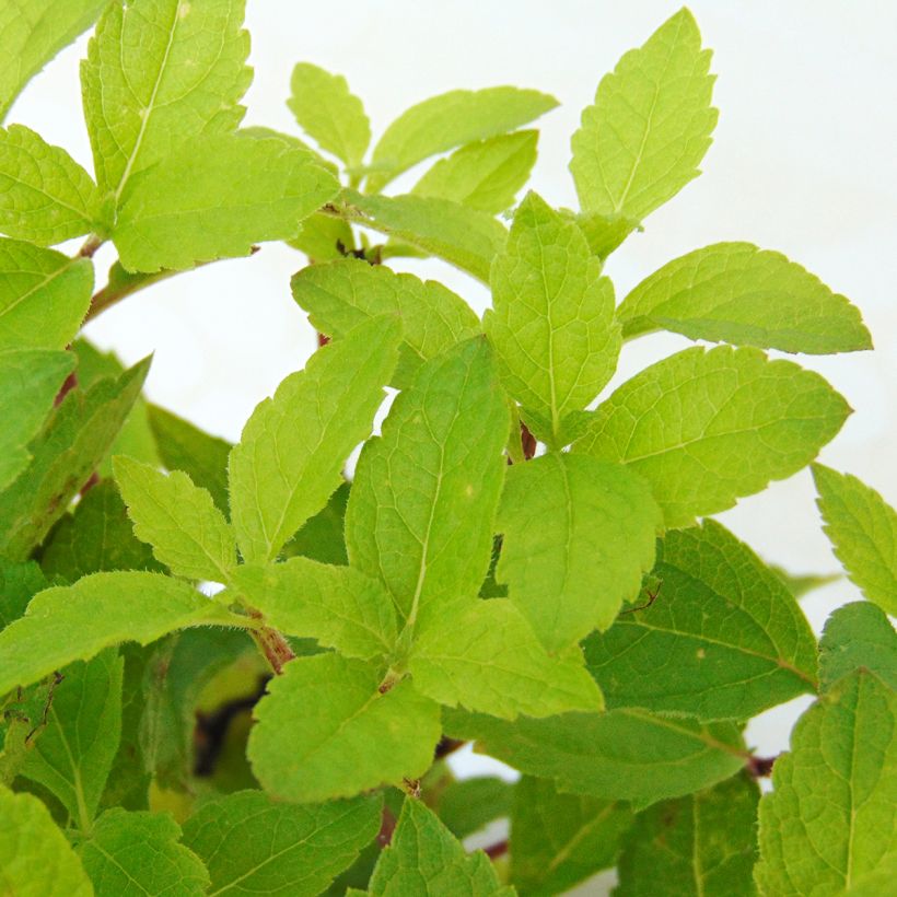 Eupatorium maculatum Phantom (Foliage)