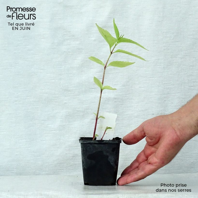Eupatorium maculatum Purple Bush 8/9 cm pot sample as delivered in summer