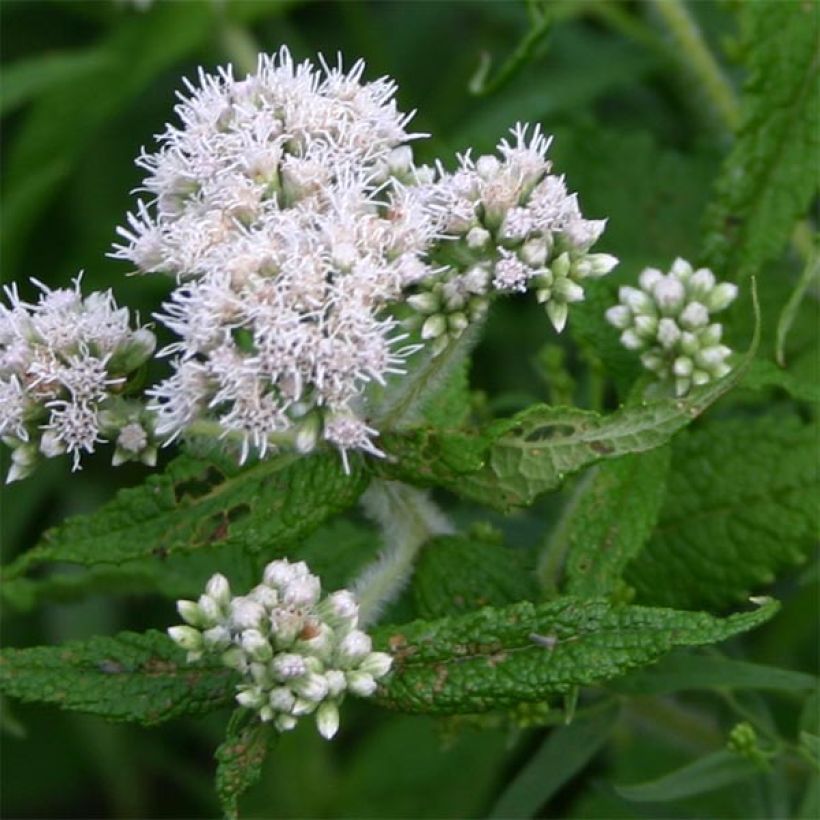 Eupatorium perfoliatum (Flowering)