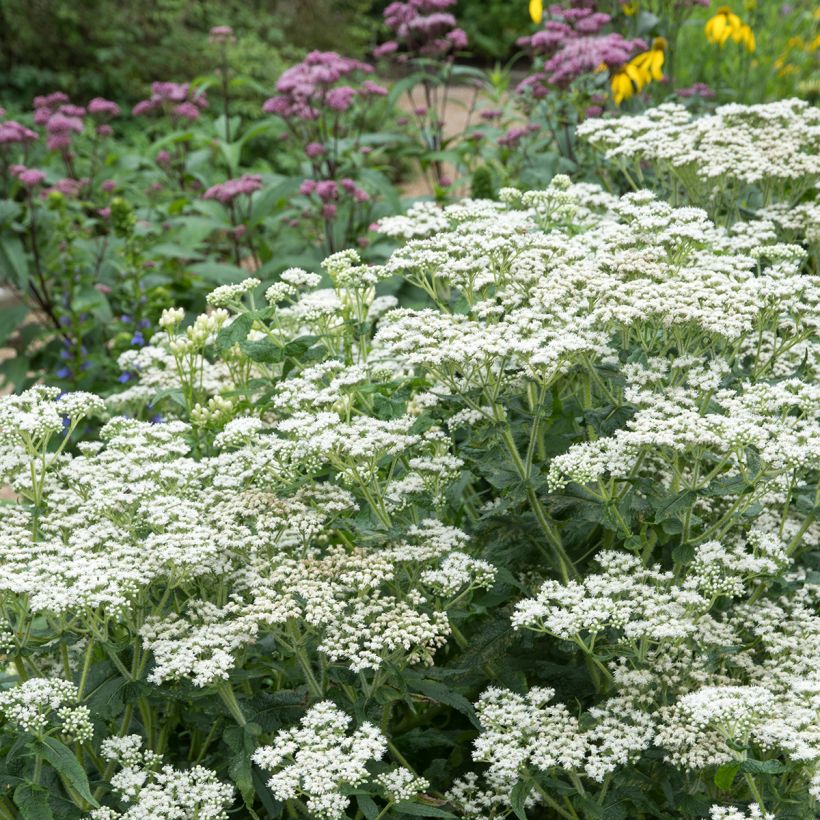 Eupatorium perfoliatum (Plant habit)