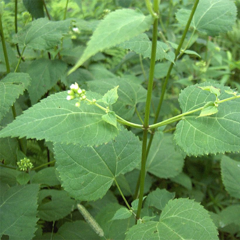 Eupatorium rugosum (Foliage)