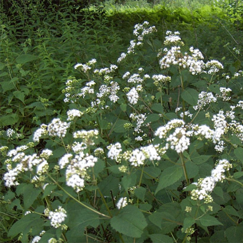 Eupatorium rugosum (Flowering)