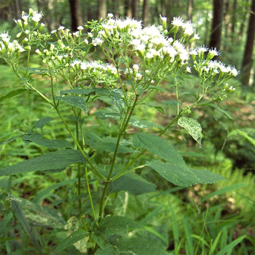 Eupatorium rugosum (Plant habit)