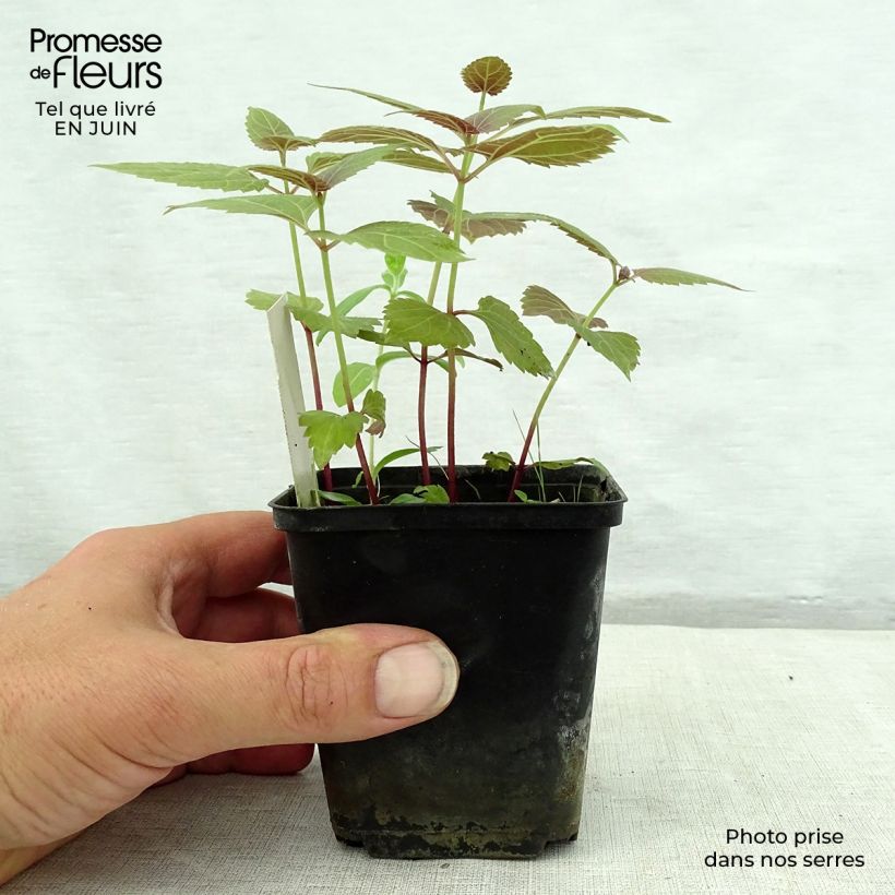 Eupatorium rugosum Braunlaub 8/9 cm pot sample as delivered in summer